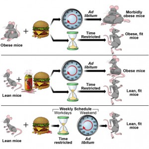 jeûne nocturne, jeûne intermittent, fasting
