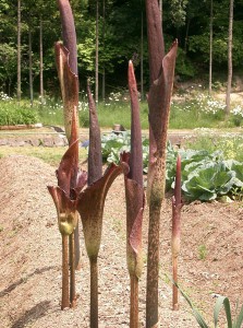 regime konjac